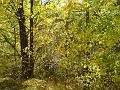 Autumn colours, creekside, Armidale DSC00672